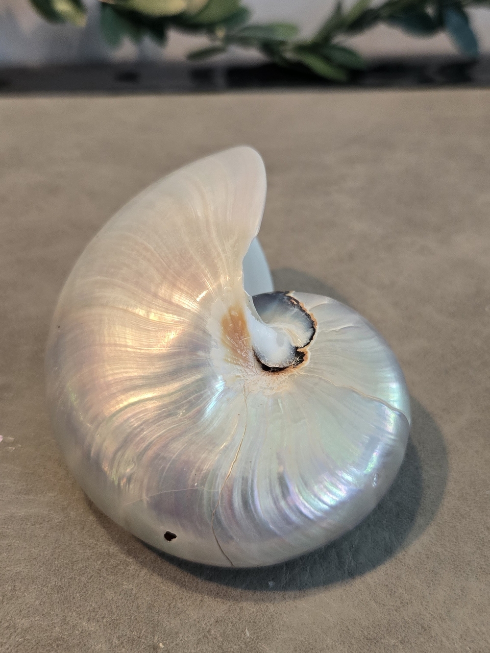 🐚 Pearlized Nautilus Shell | Polished Nacre | Rainbow Iridescent | 2.5 in / 6.5